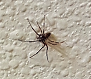 Spider on the bathroom wall