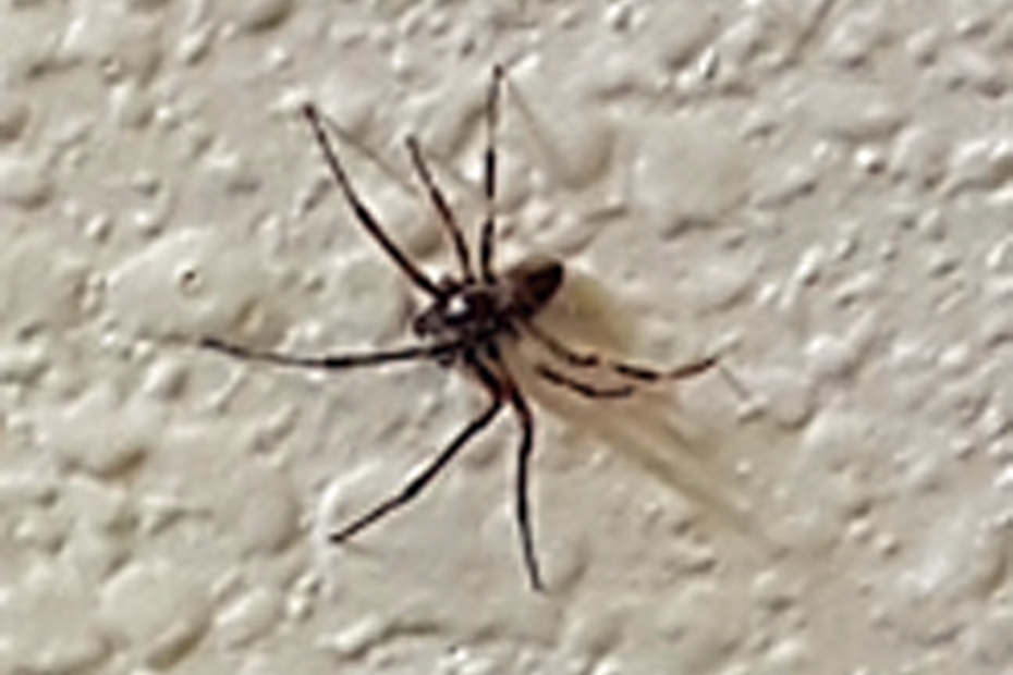 Spider on the bathroom wall