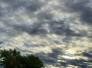 Canadian Geese in the Seneca Skies