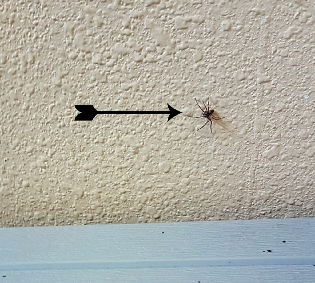 Spider on the wall above the bench