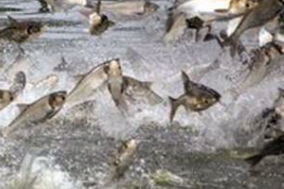 Carp leaping in the water