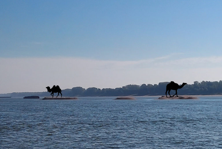 Two River Camels